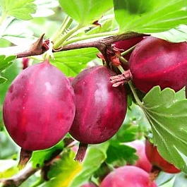 Крыжовник обыкновенный Русский красный