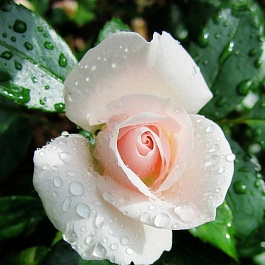 Роза флорибунда Аспирин