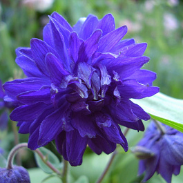 Аквилегия гибридная МакКаны Барлоу Блу Аквилегия гибридная МакКаны Барлоу Блу