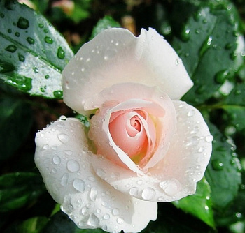 Роза флорибунда Аспирин Роза флорибунда Аспирин