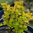 Барбарис Тунберга Golden zwerg