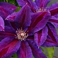 Клематис Wildfire