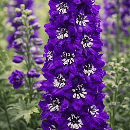 Дельфиниум Magic Fountain Dark Blue White Bee