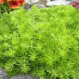 Очиток гибридный Winter Lemon