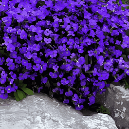 Аубриета Hamburger Stadtpark