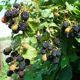 Ежевика Рубен