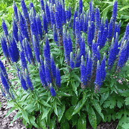 Вероника колосистая Nana Blauteppich