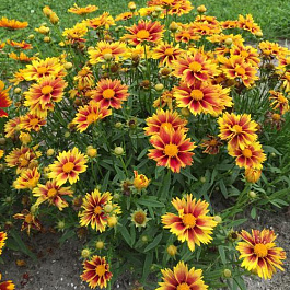 Кореопсис Литтл Бэнг Энчантед Ив