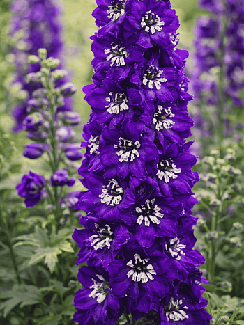 Дельфиниум Magic Fountain Dark Blue White Bee