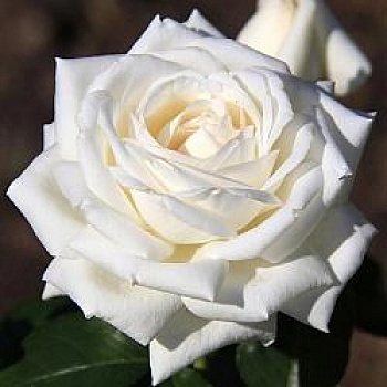 Роза Мейян чайно-гибридная Пьер Ардити Роза Мейян чайно-гибридная Пьер Ардити