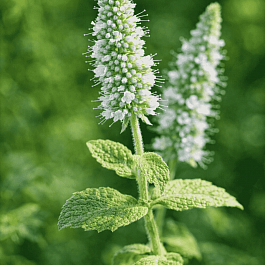 Мята Серебристая