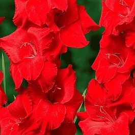 Гладиолус Fire Frizzles