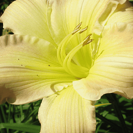 Лилейник Big Smile