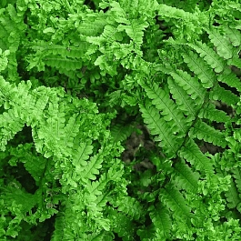 Щитовник родственный Crispa