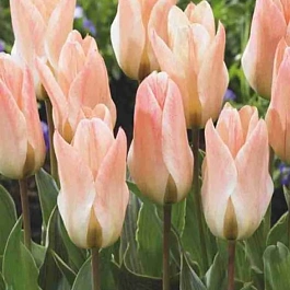 Тюльпан Little Girl