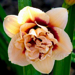 Лилейник гибридный Росвита