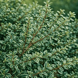 Кизильник горизонтальный Variegatus