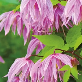 Клематис Pink Dream