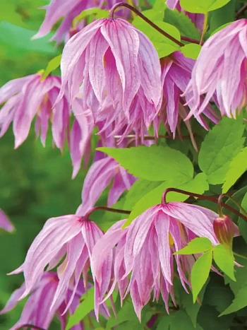 Клематис Pink Dream
