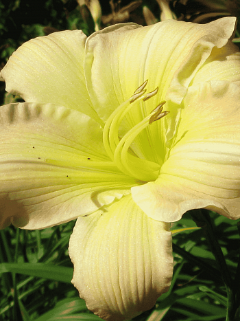 Лилейник Big Smile