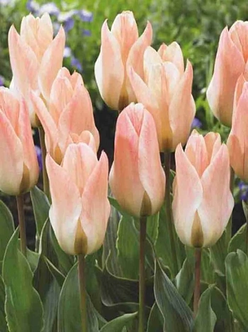 Тюльпан Little Girl