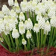 Мускари White Magic