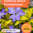 Барвинок малый Иллюминейшн Барвинок малый Иллюминейшн