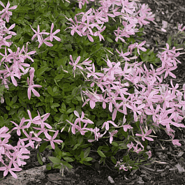 Флокс приподнимающийся 'Wagon Wheel'