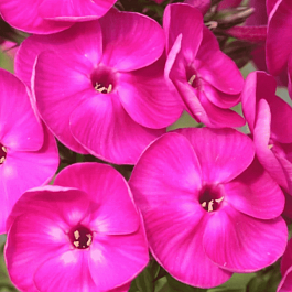 Флокс метельчатый Пурпурный бархат