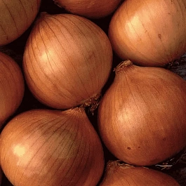 Лук-севок Сеттон