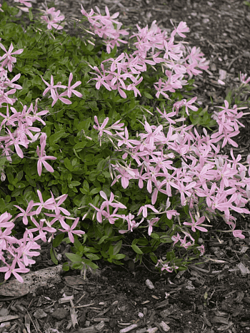 Флокс приподнимающийся 'Wagon Wheel'