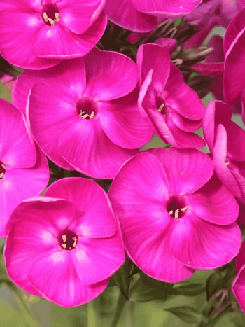 Флокс метельчатый Пурпурный бархат