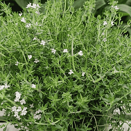 Тимьян лимоннопахнущий SUMMERDREAMS