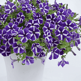 Петуния Cascadias Purple Gem (Кашпо)