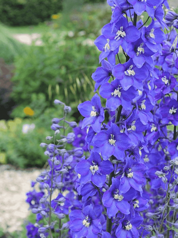 Дельфиниум гибридный Atlantis