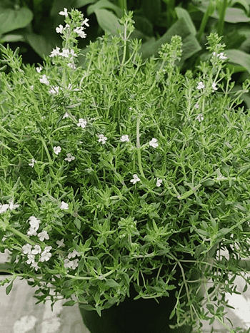 Тимьян лимоннопахнущий SUMMERDREAMS