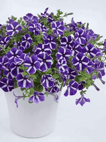 Петуния Cascadias Purple Gem (Кашпо)