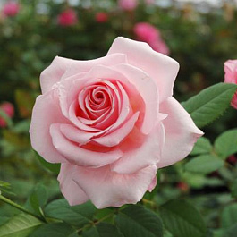 Роза чайно-гибридная Коперник