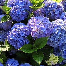 Гортензия крупнолистная Blue Bodensei