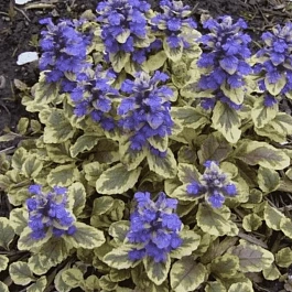 Живучка ползучая Golden Glow