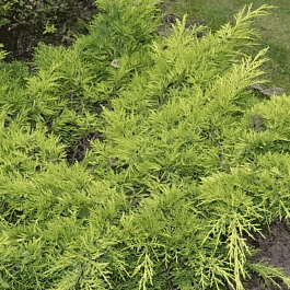 Можжевельник средний Gold Star
