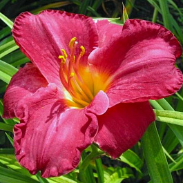 Лилейник гибридный Чарльз Джонстон