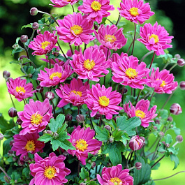 Анемона гибридная Памина