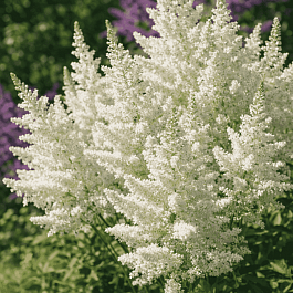 Астильба Арендса White Tone