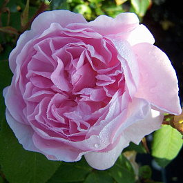 Роза плетистая Лэвендер Лесси Роза плетистая Лэвендер Лесси