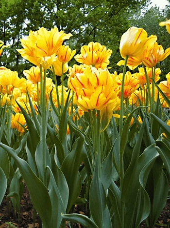 Тюльпан Aquilla