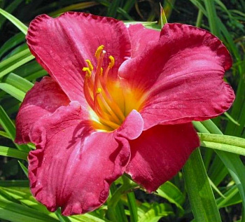 Лилейник гибридный Чарльз Джонстон Лилейник гибридный Чарльз Джонстон