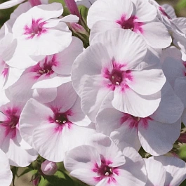 Флокс метельчатый Mike's Favourite