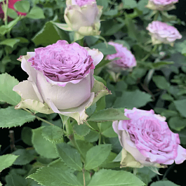 Роза чайно-гибридная Dolcetto