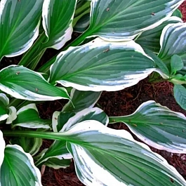 Хоста Royal Charmer